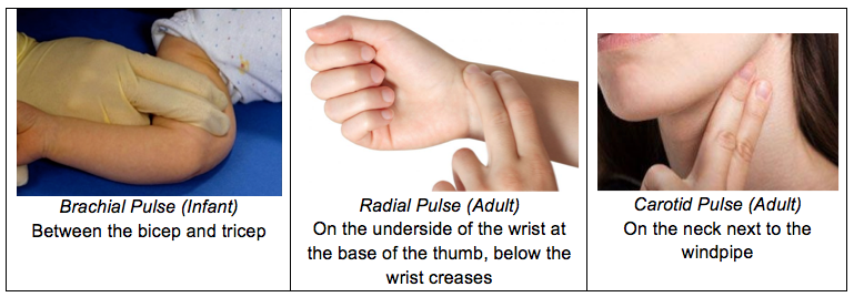 palpate brachial pulse