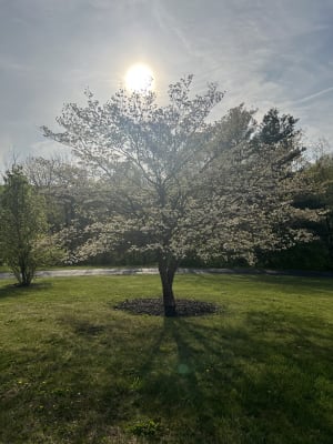 The Perfect Time to Begin: Hanover Boxing, Spring Renewal, and the Wisdom of Planting Trees.
