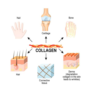 Supplements for Youth Athletes Part 1 Collagen