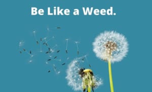 Be like a weed.