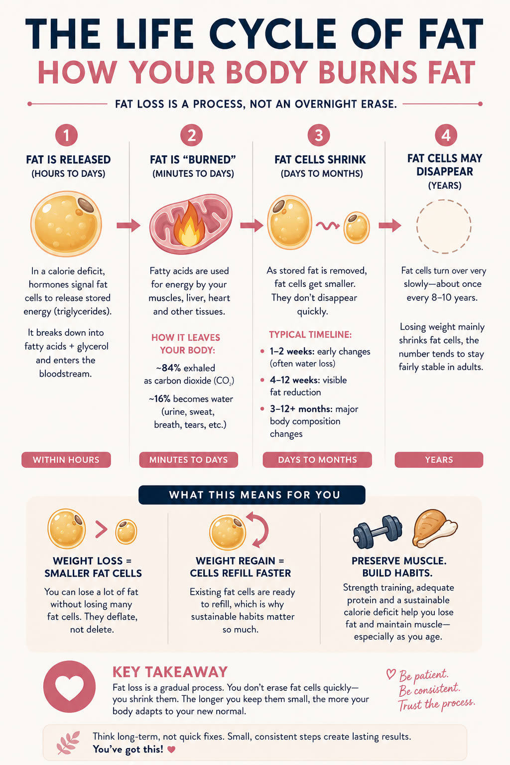 The Life Cycle of Fat | Results Based Coaching