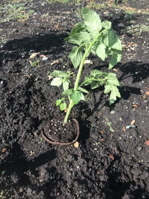 Do you have desert soil?