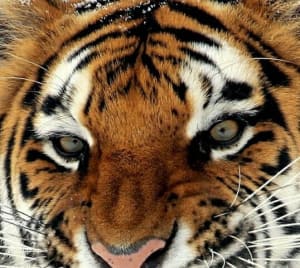 Do You Have the "Eye of the Tiger"?