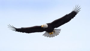 Freedom?...well that's just some people talkin'