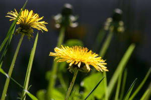 Acupuncture in Carlsbad - Acu-Fit - 3 Uncommon Cures for Everyday Ailments