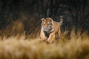 Five Tips To Train Like a Hungry Tiger