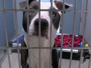 Dentist Office Donates Food to Animals In Need