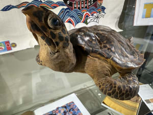 Okinawa Hawksbill Sea Turtles - Interview with Ann (Freimuth) Statland