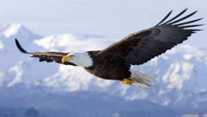 Keep Score to Soar!