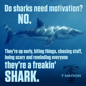 Are you a shark?