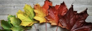 5 Tips to Transition into Fall