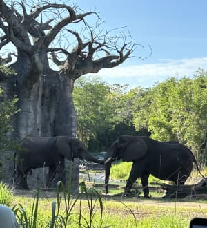Elephant Sisterhood