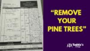 REMOVE YOUR PINE TREES!