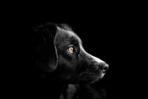 Celebrate National Dog Day: Honoring Our Loyal Companions
