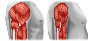 Muscle Loss and Weight Loss Drugs