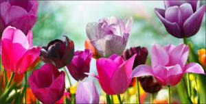 Spring Renewal