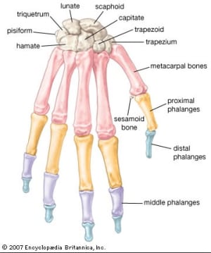 Considerations for Wrist Health (Part 1 of 2)