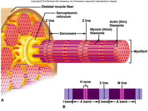 UNDERSTANDING DELAYED ONSET MUSCLE SORENESS (D.O.M.S)