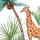 Girafe