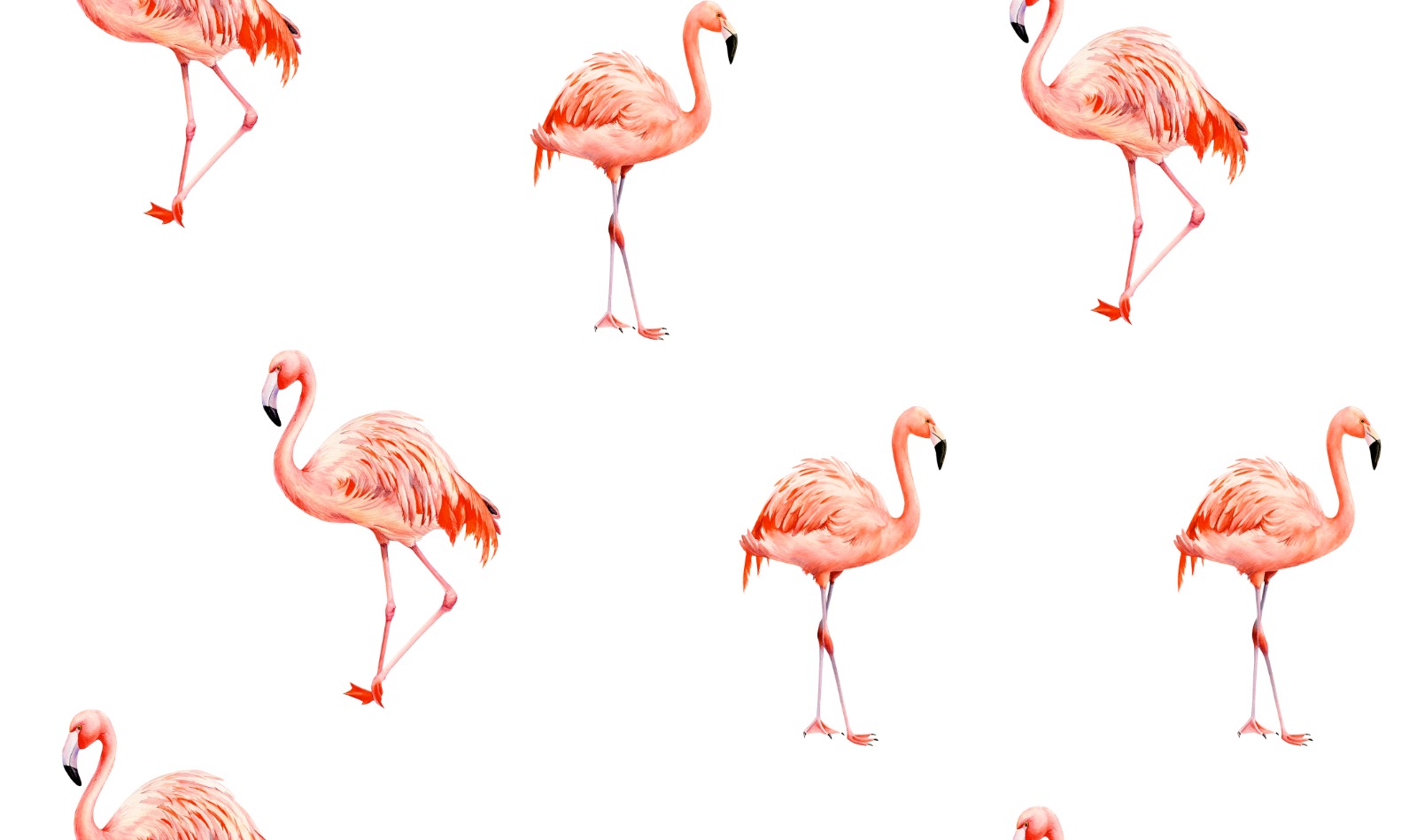 Flamingos