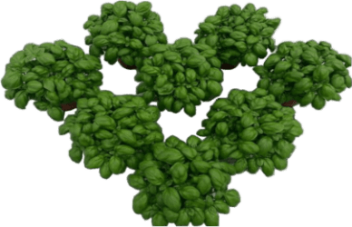 Ártangi krydd í potti basilika