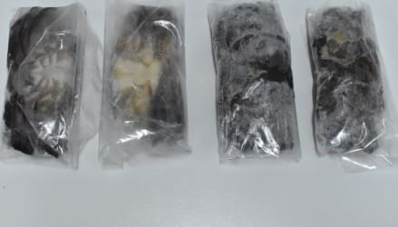 Linskelskrabbi Jumbo - Mudcrab