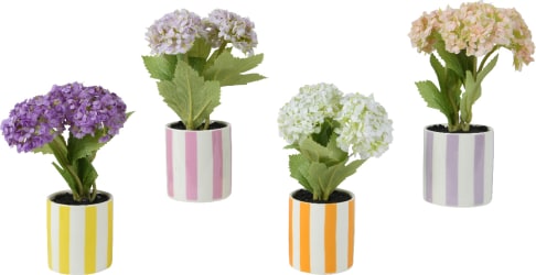 Pottablóm Hortensía 4-teg. 6x16cm. (20)