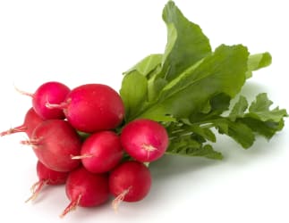 Radísur 450 g (12 kg/ks)