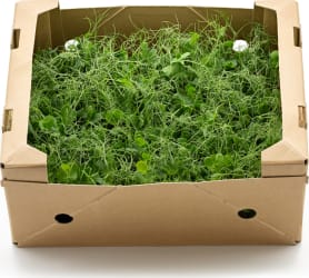 Vaxa Baunasprettur (Affilla) 16 stk