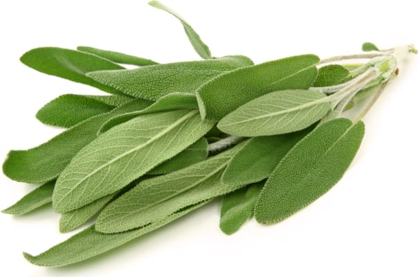 Salvía fersk 50 g/stk