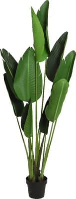 Decoris-Pottablóm Strelitzia 150cm. (4)