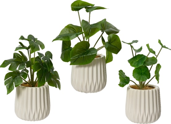 Pottaplanta scindapsus 3-teg. 28cm. (6)