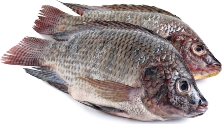 Tilapia Svört