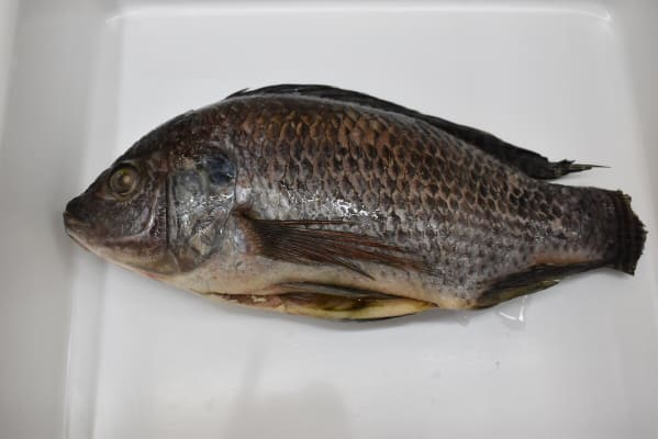 Tilapia Svört stór +800g