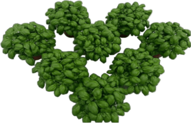 Ártangi krydd í potti basilika