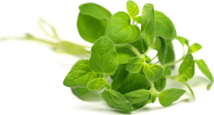 Ártangi krydd í potti oregano