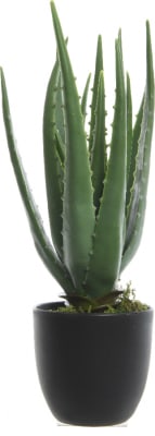 Aloe Vera í potti 35cm.  (8)