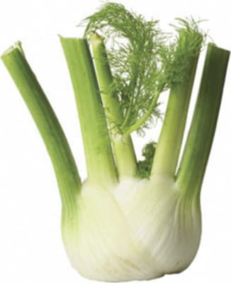 Fennel