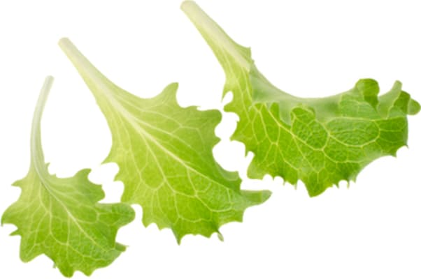 Grænt baby leaf 4x250gr