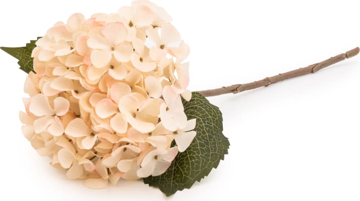 Hortensía Cream 46cm. (10)