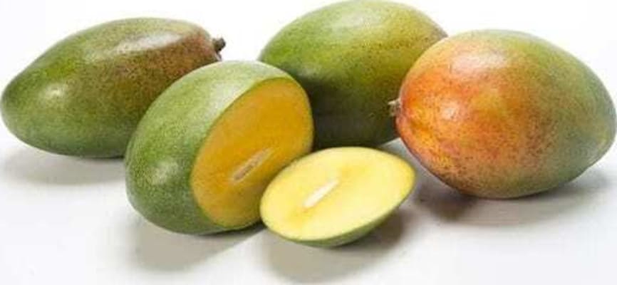Mango 1/1 kassi