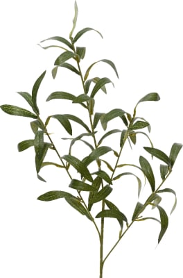 Olífugrein 14x77cm.   (48)