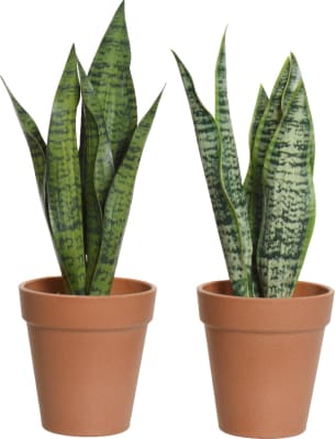Planta Sansevieria 2teg 28cm.(6)