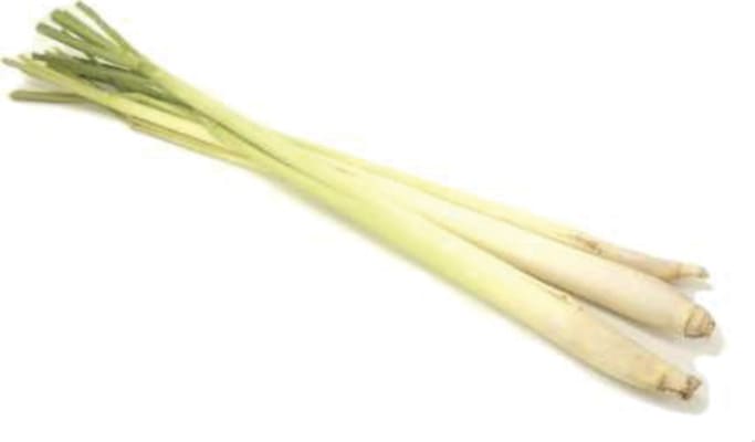 Sítrónugras