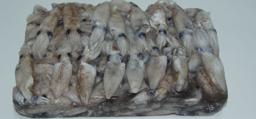 Smokkfiskur Spinno 3-5 cm