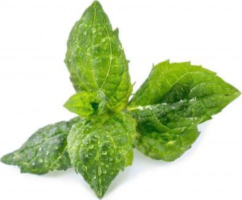 Véritable Garðminta Lingot