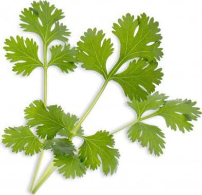 Véritable Kóríander Lingot