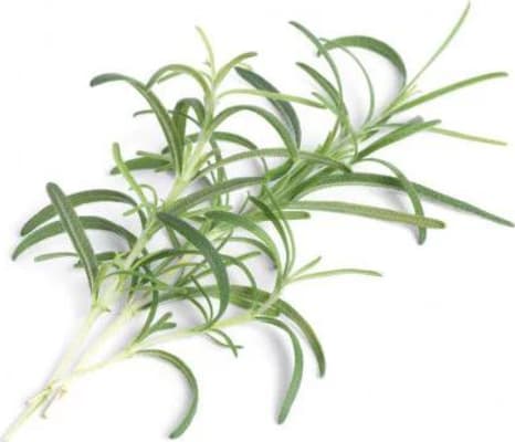 Véritable Rósmarín Lingot