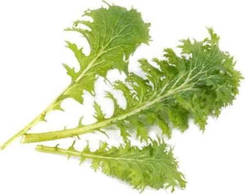 Véritable Wasabi Sinnep jurt  Lingot lífrænt