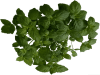Ártangi krydd í potti mynta